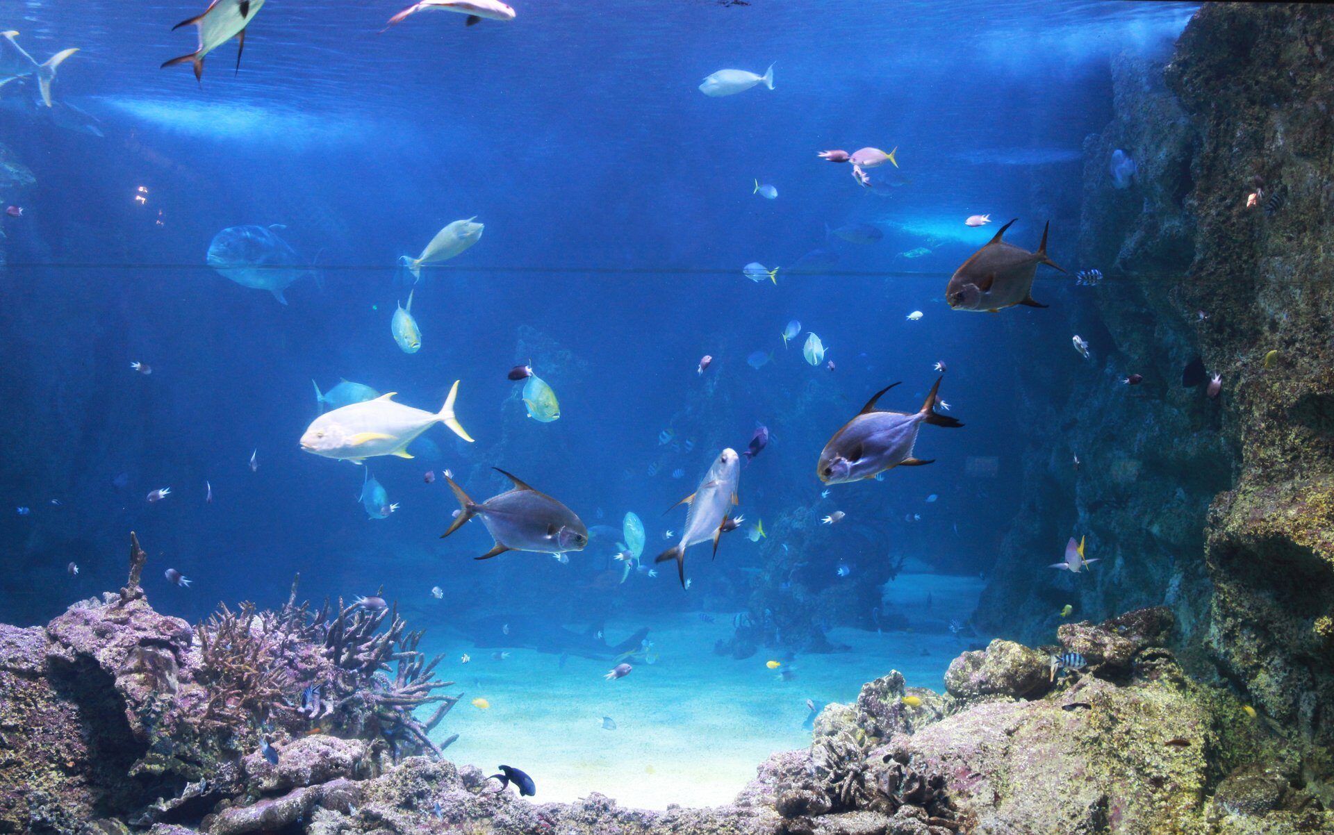 11 Best Aquariums in the World Celebrity Cruises