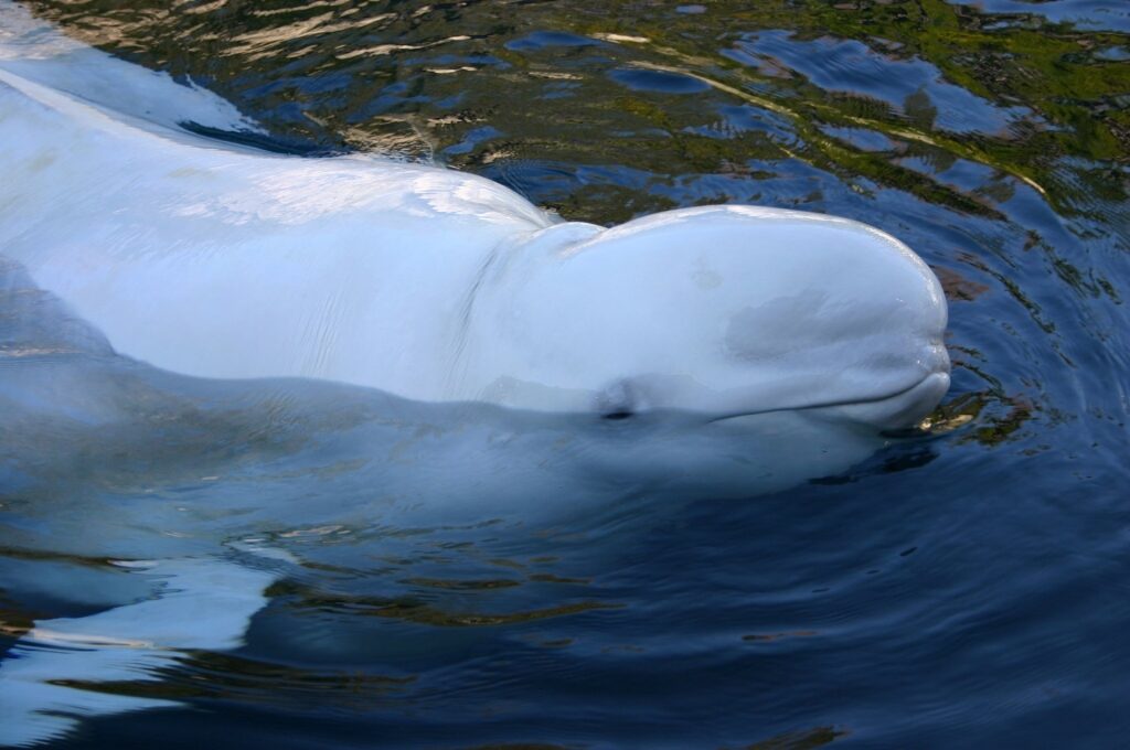 Beluga whale spotted inside the Vancouver Aquarium