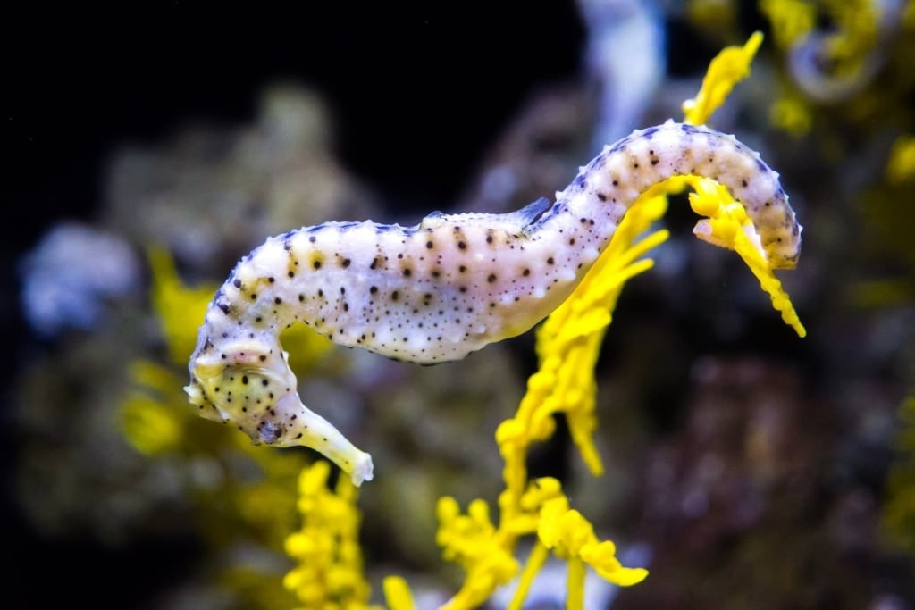 Seahorse spotted inside the Waikiki Aquarium