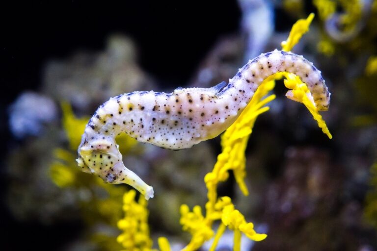 11 Best Aquariums in the World Celebrity Cruises