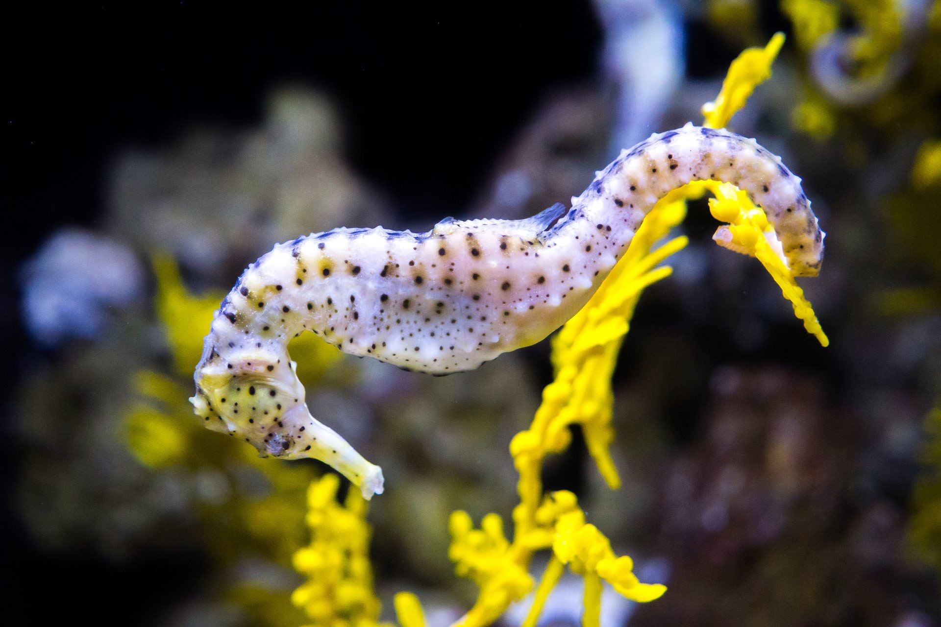 11 Best Aquariums in the World Celebrity Cruises