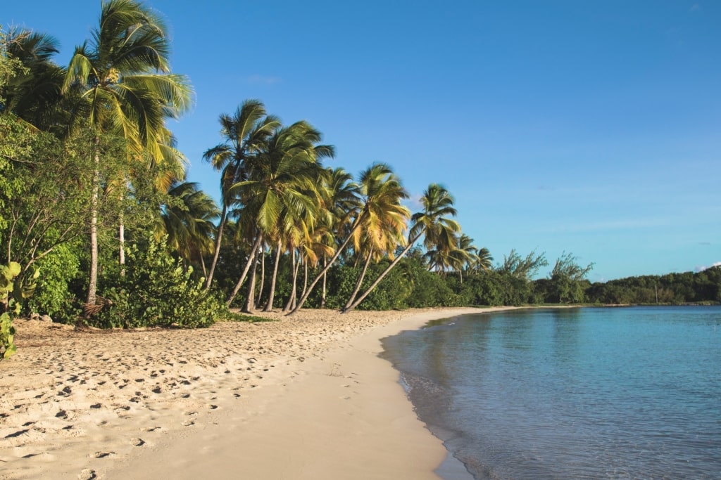 Fine sands of Plage des Salines, Martinique