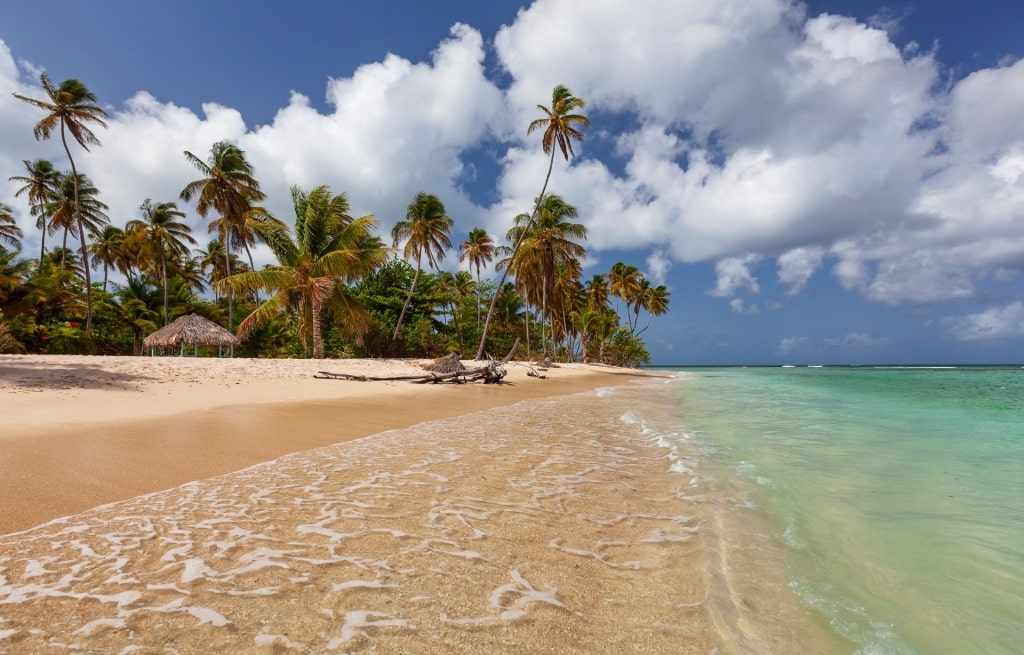 Clear waters of Pigeon Point, Tobago