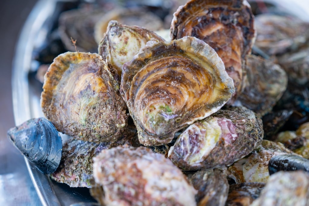 Oysters in Mali Ston