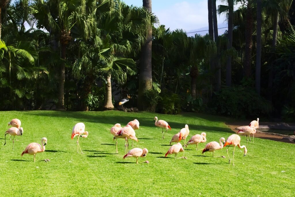 Flamingos in Loro Park