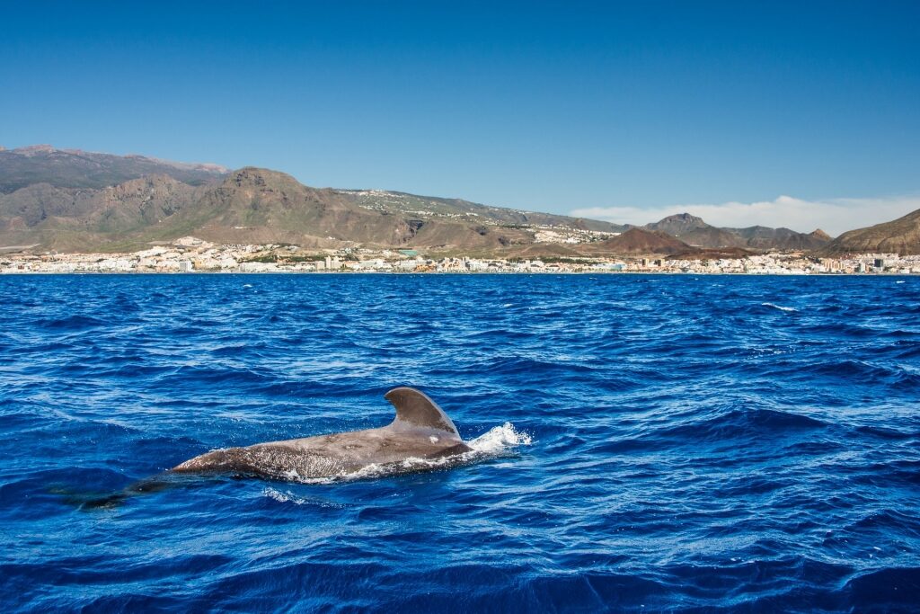 Pilot whale spotted swimming near the shores of Tenerife