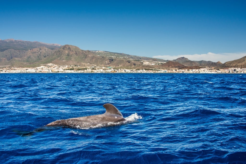 Pilot whale spotted swimming near the shores of Tenerife