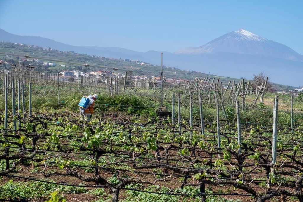 Vineyard in Tenerife with view of Mount Teide