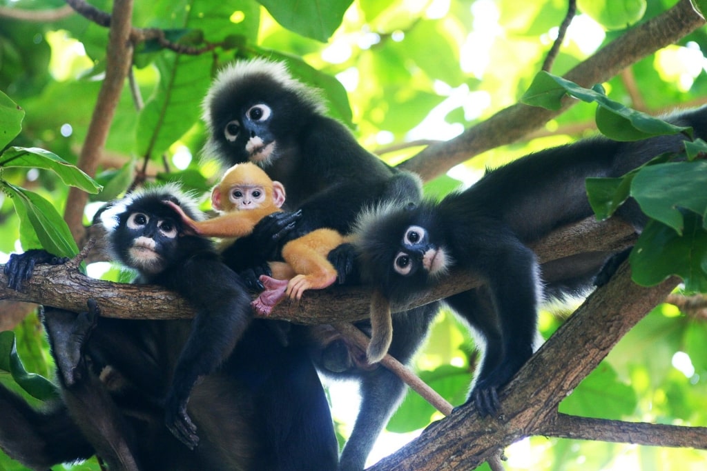 Wildlife in Ang Thong National Marine Park