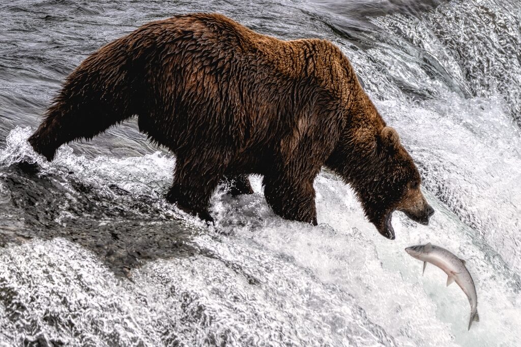 Bear hunting fish on a river in Alaska