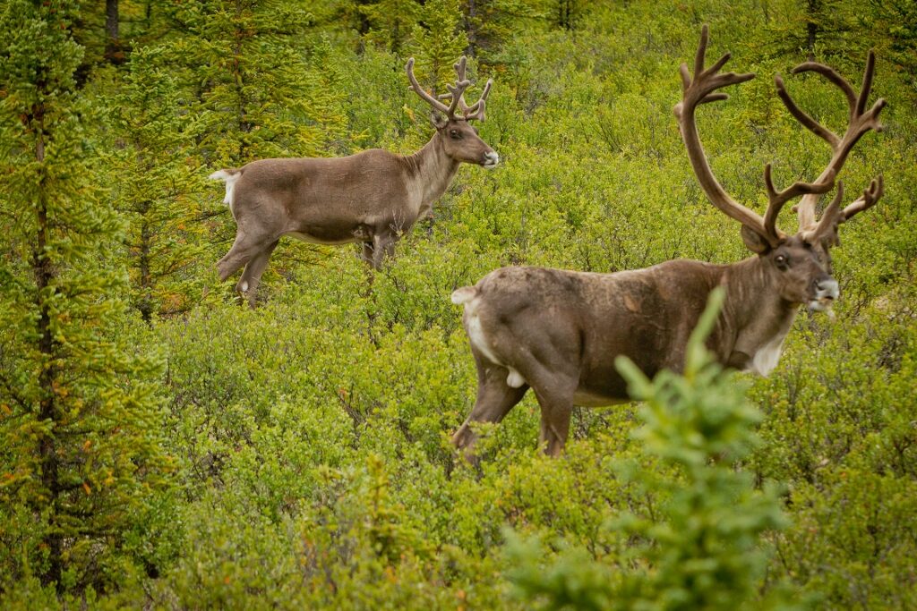 Wildlife photography tips for beginners - Caribou