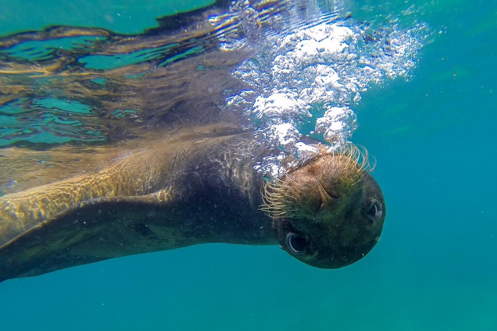 Sea lion swimming in the Galapagos