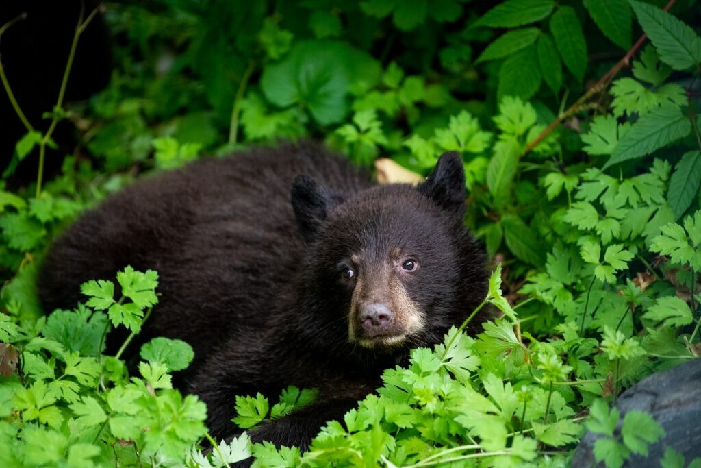 Bear resting in the forest