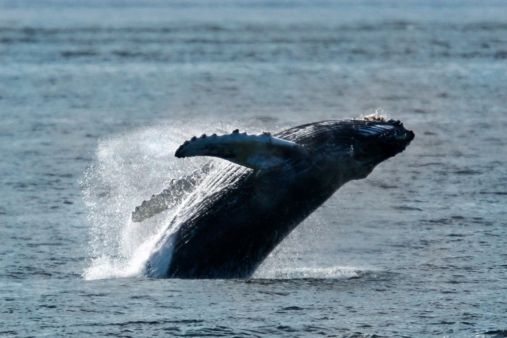 Humpback whale breaching in Alaska