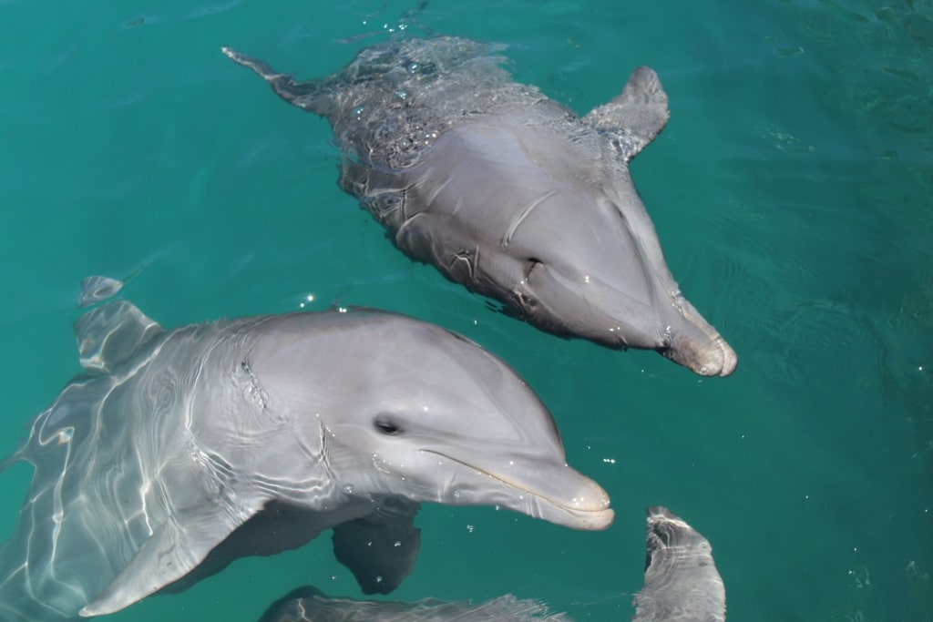 Dolphins spotted at the Dolphin Beach