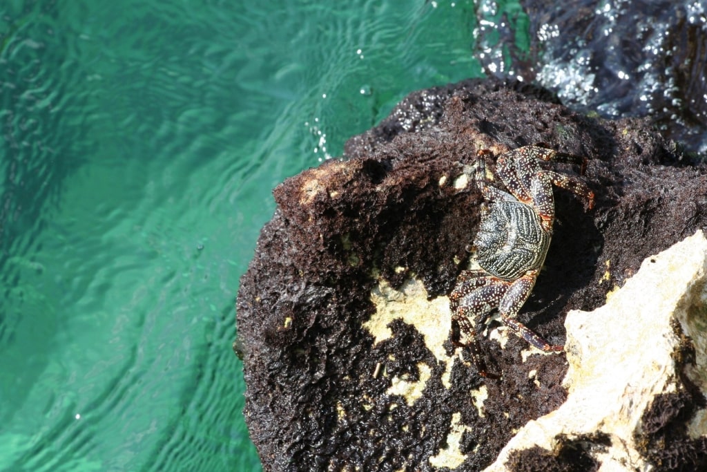 Reef in Chankanaab Beach Adventure Park