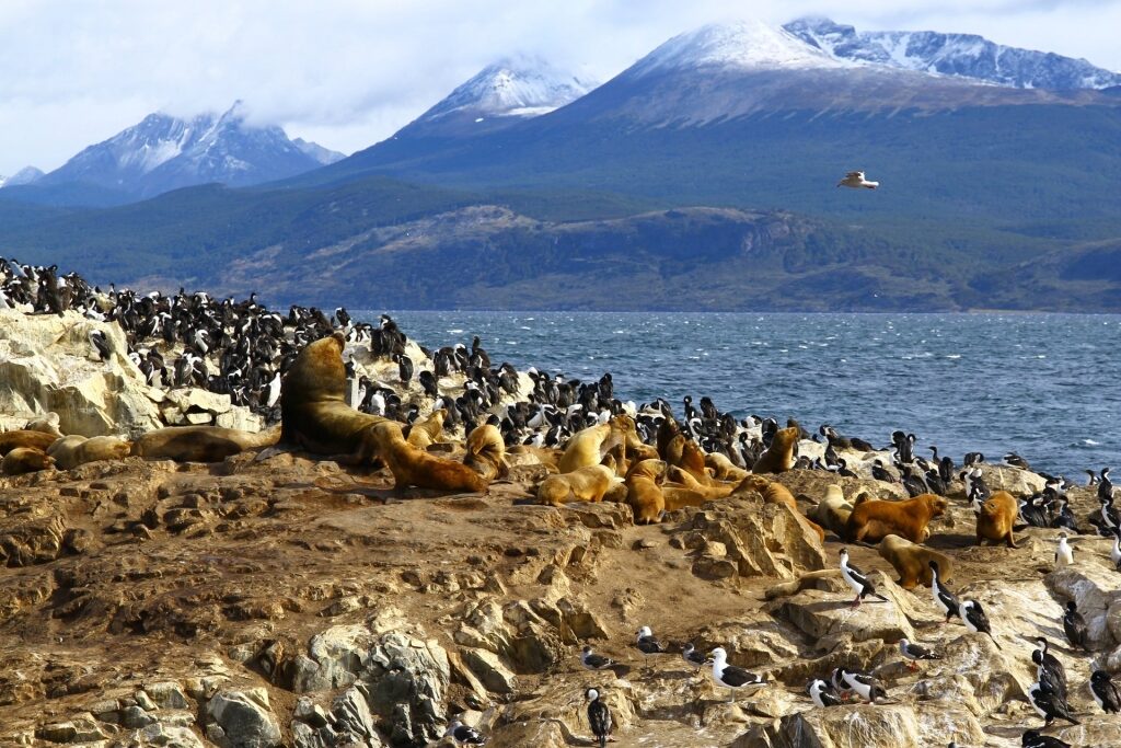 Penguins and sea lions spotted in Ushuaia