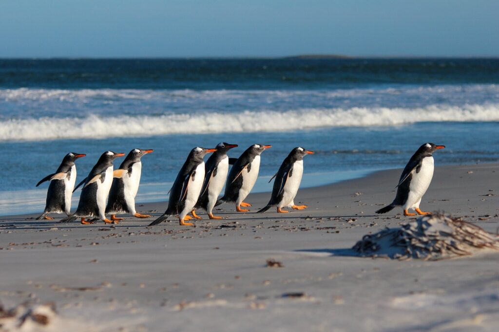Gentoo penguins walking on Bertha’s Beach