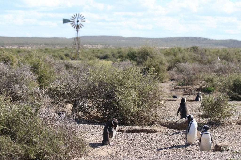 Penguins in Península Valdés