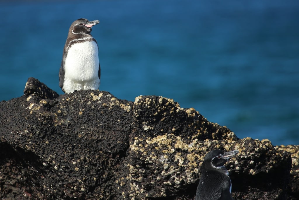 Galápagos penguin on a rock