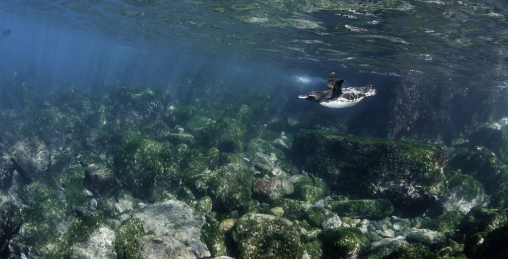 Galapagos penguin swimming in Punta Vicente Roca