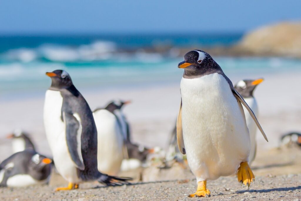 Gentoo penguins in South America