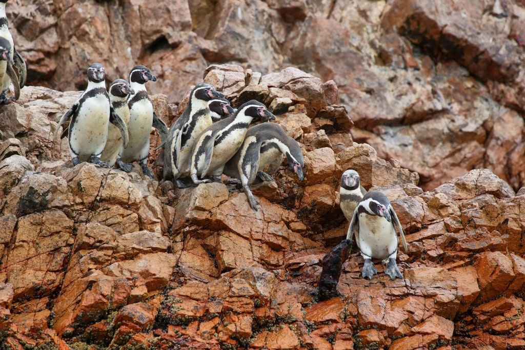 Humboldt penguins in Peru