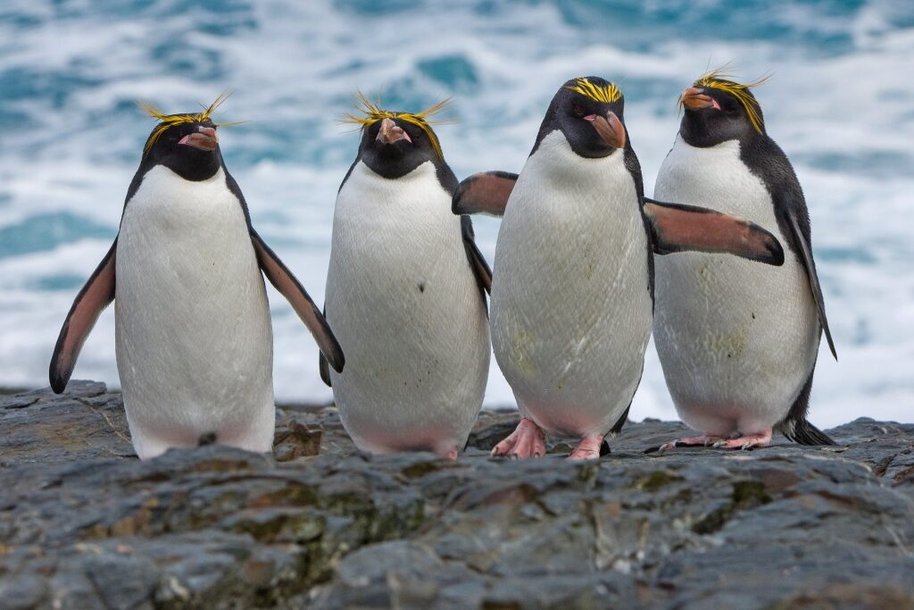 Macaroni penguins in Falkland Islands