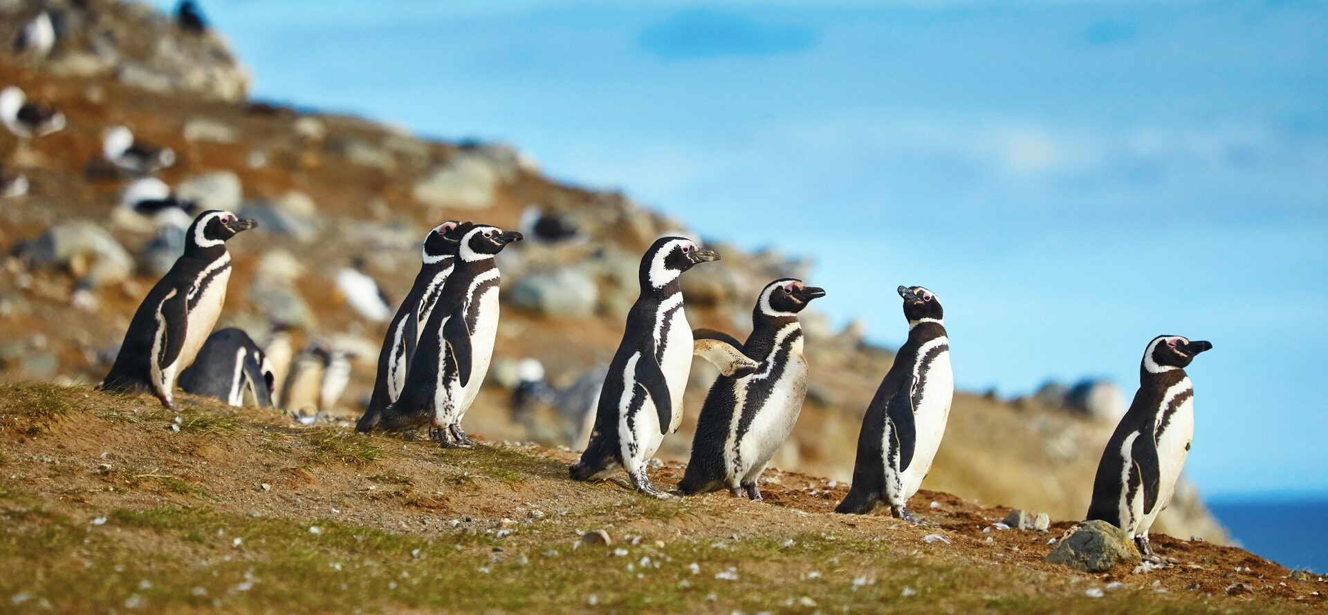 Fremmedgøre træfning Person med ansvar for sportsspil Where to See Penguins in South America | Celebrity Cruises