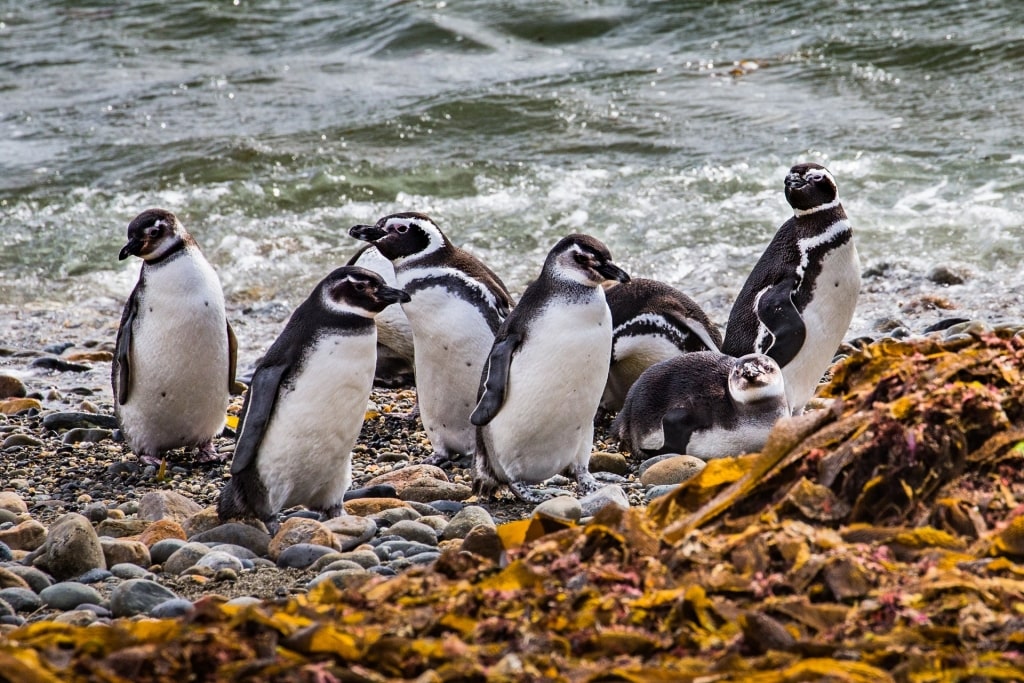 Magellanic penguins spotted in Magdalena Island