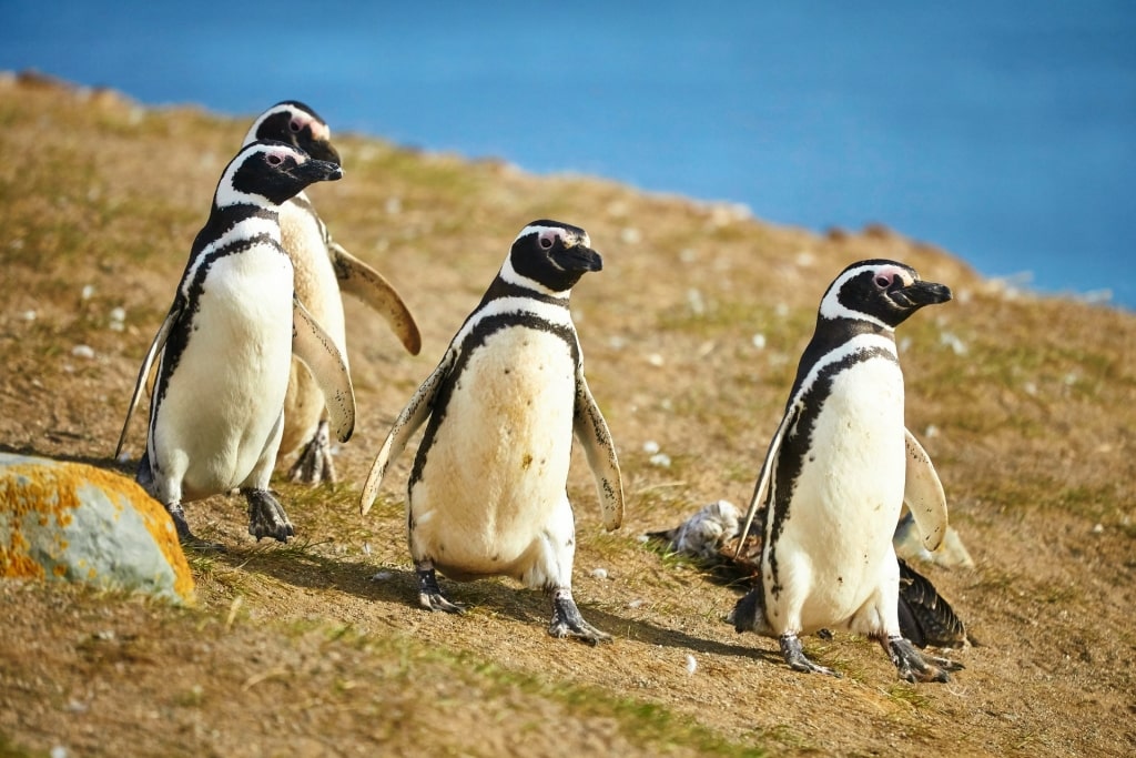 Magellanic penguins in Magdalena Island