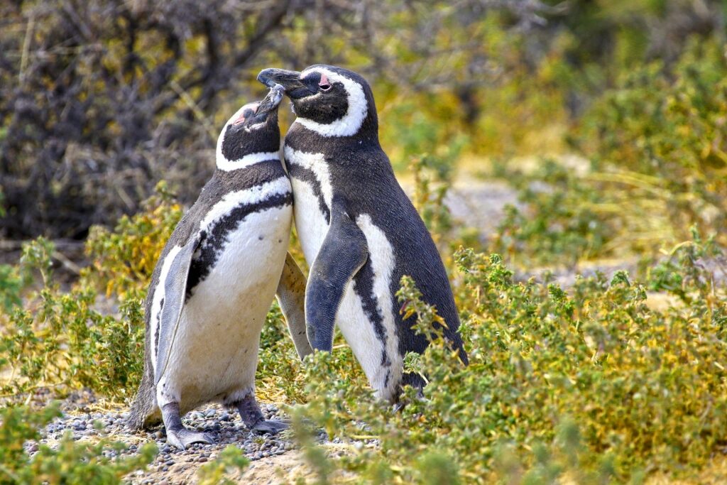 Penguins in South America - Punta Tombo, Argentina