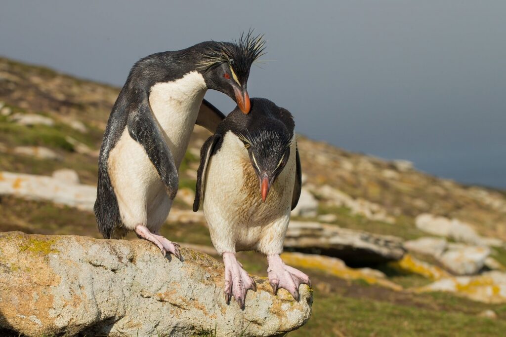 Penguins in South America - Southern Rockhopper penguins