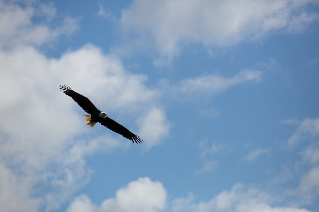 Bald eagle spotted in Chilkat Bald Eagle Preserve