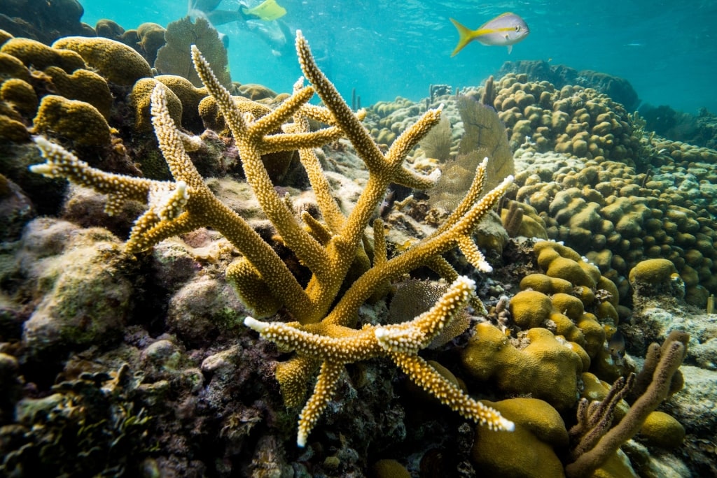 Marine life in Caye Caulker