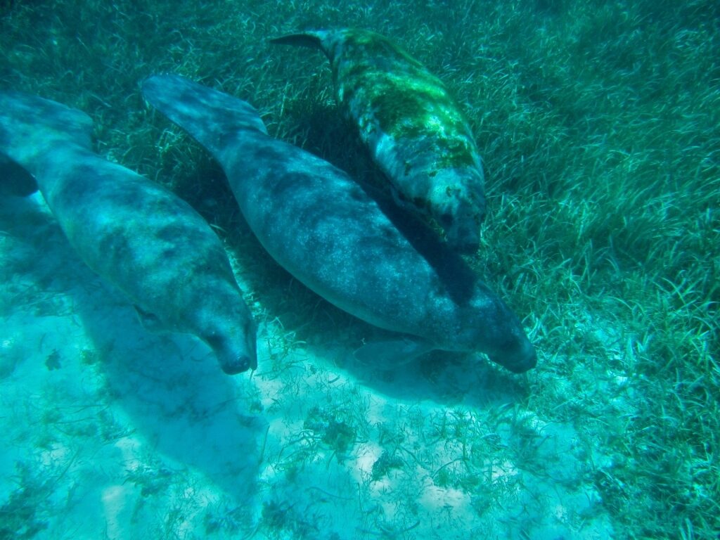 Manatees spotted in Belize