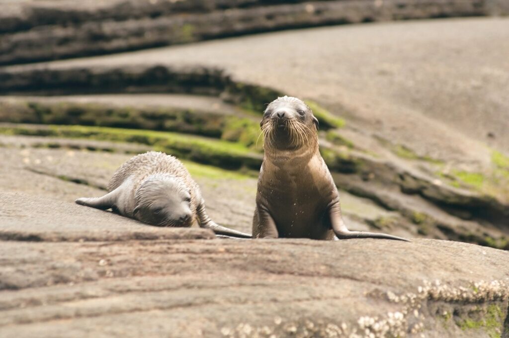 Best time to visit Galapagos - Sea lion pups