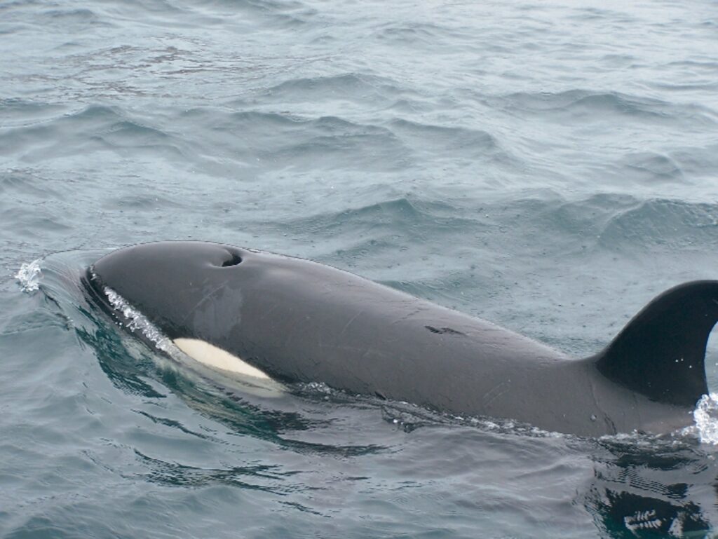 Orca whale spotted in Galapagos