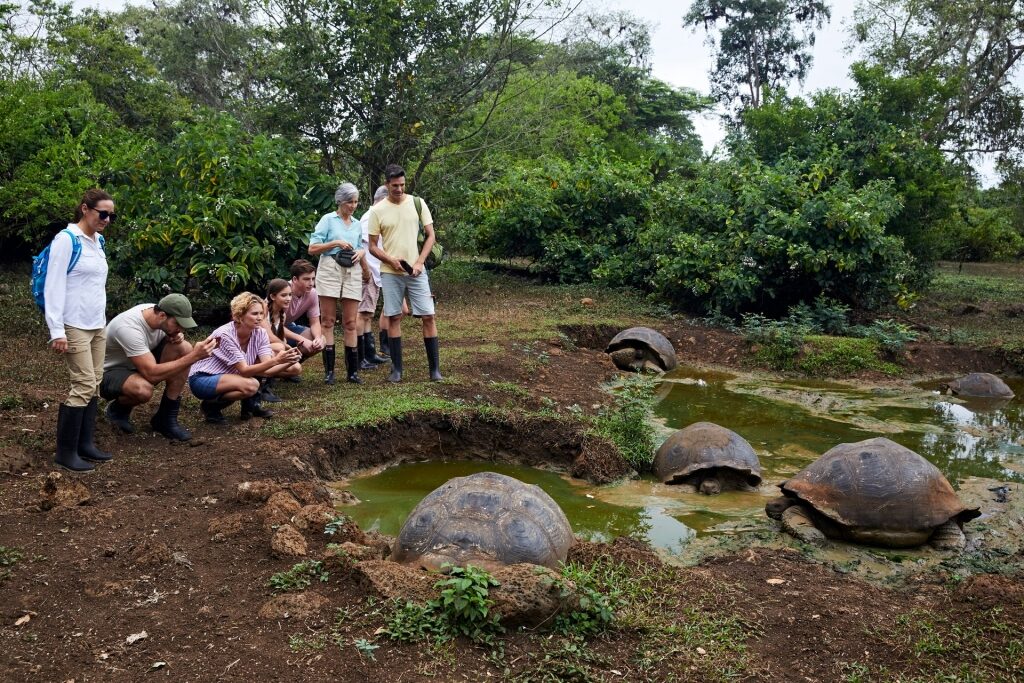 Tourists looking at massive Galapagos tortoise