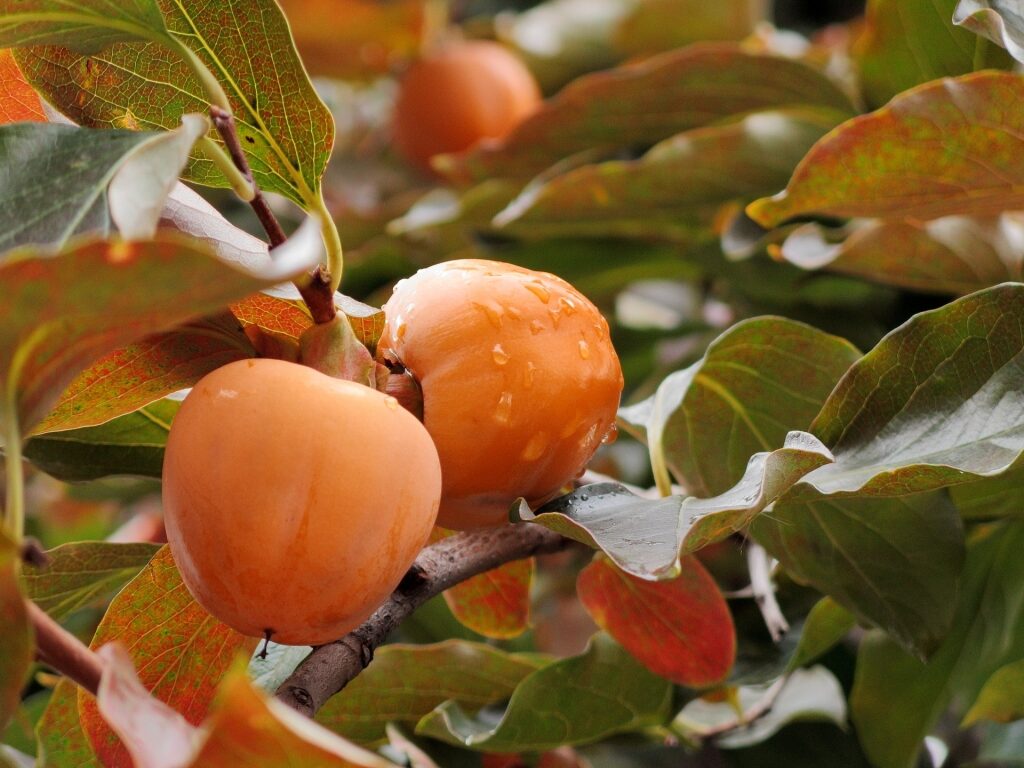 Persimmons on a tree