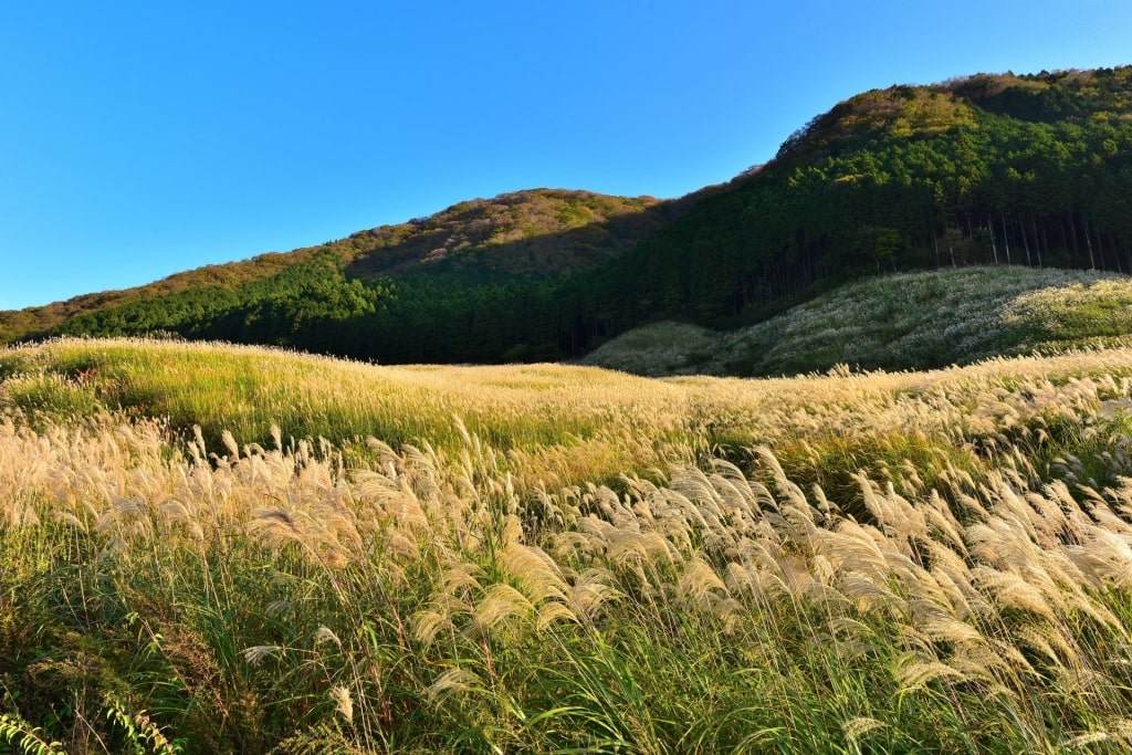 Sengokuhara Pampas Grass Field during fall in Japan