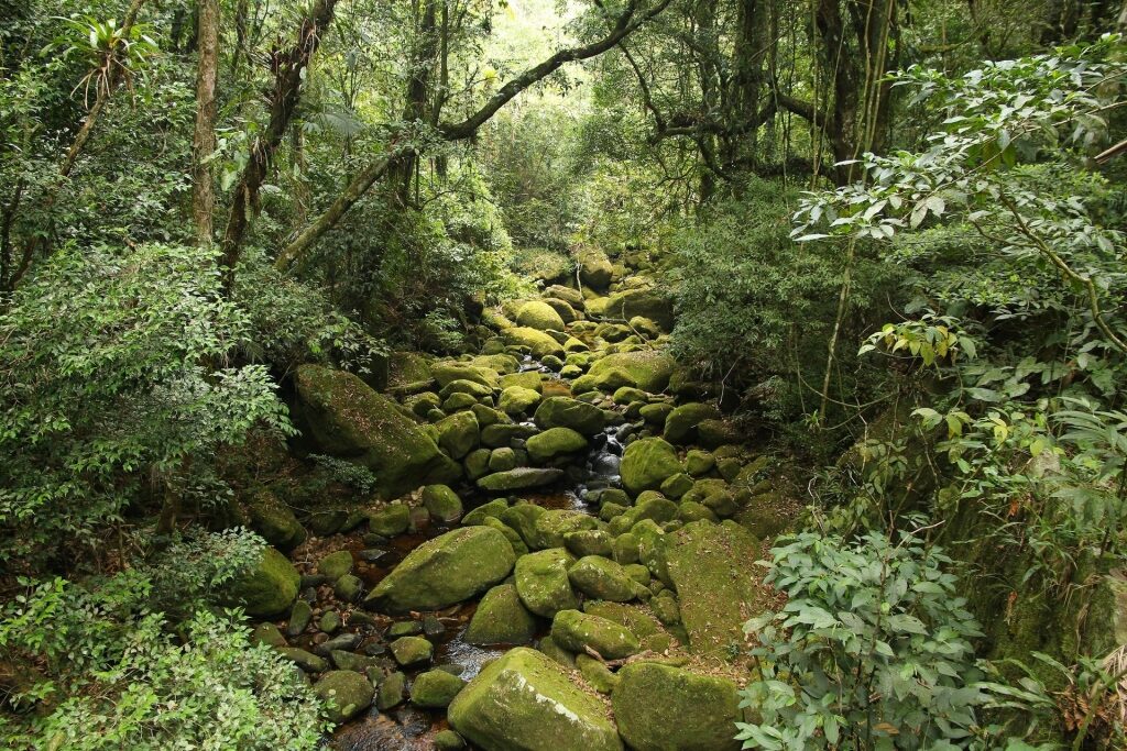 Lush landscape with boulders in Atlantic rainforest