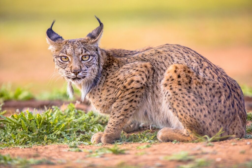 Iberian lynx spotted in Doñana National Park, near Seville