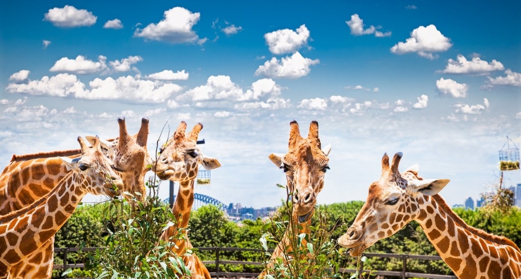 Giraffes at the Taronga Zoo