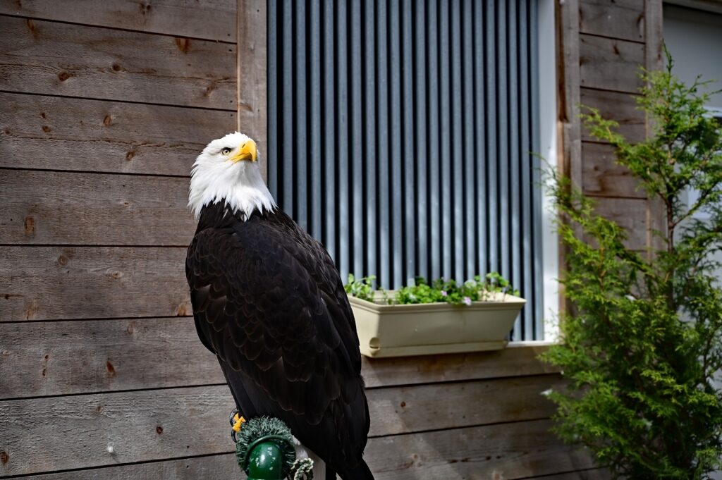 Bald eagle at the Alaska Rainforest Sanctuary