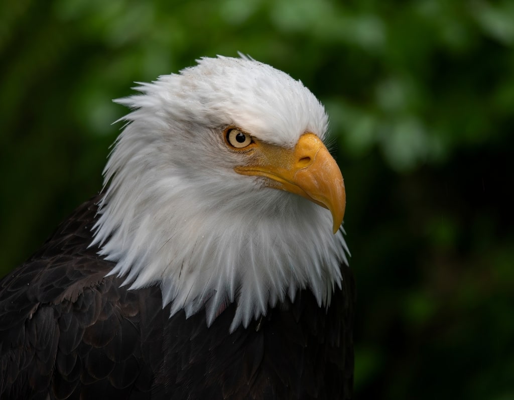 Bald eagle in Alaska