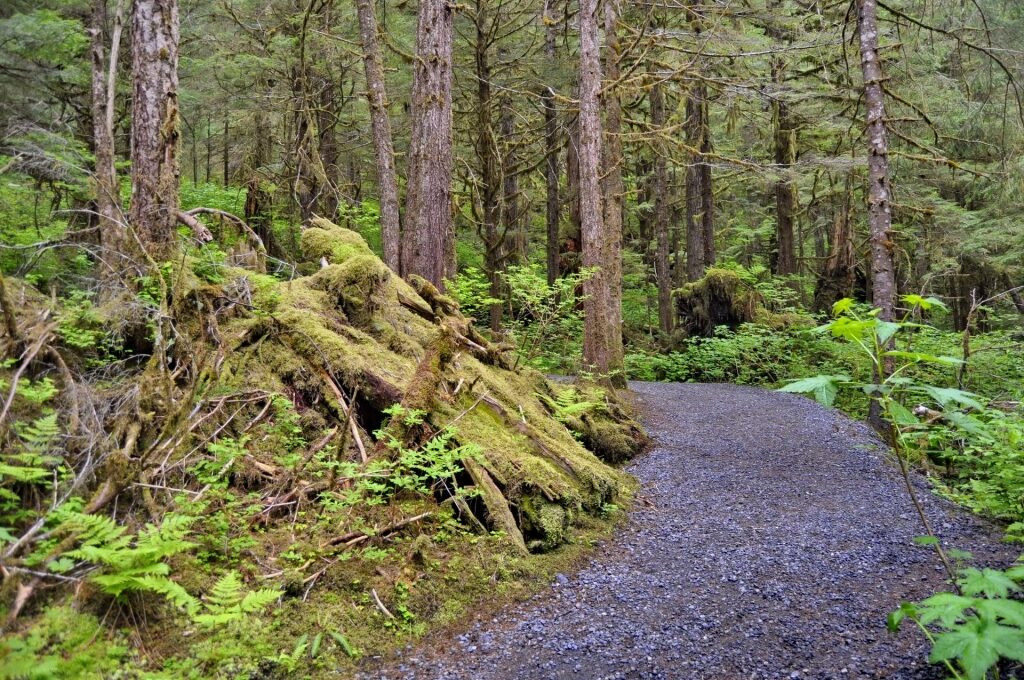 Pathway at the Tongass National Forest
