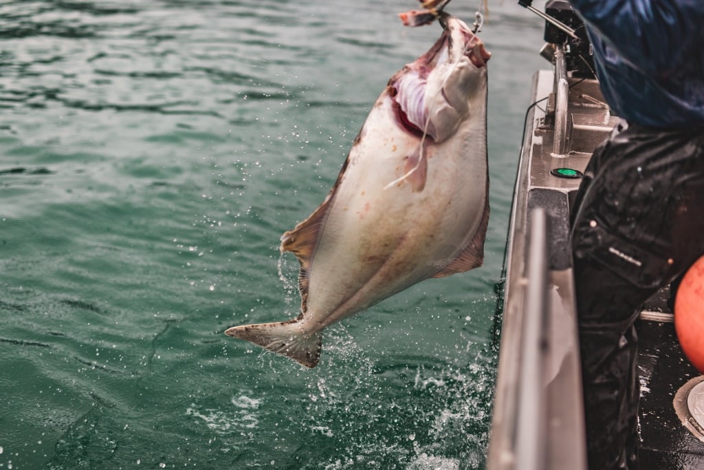 Halibut caught in Ketchikan 