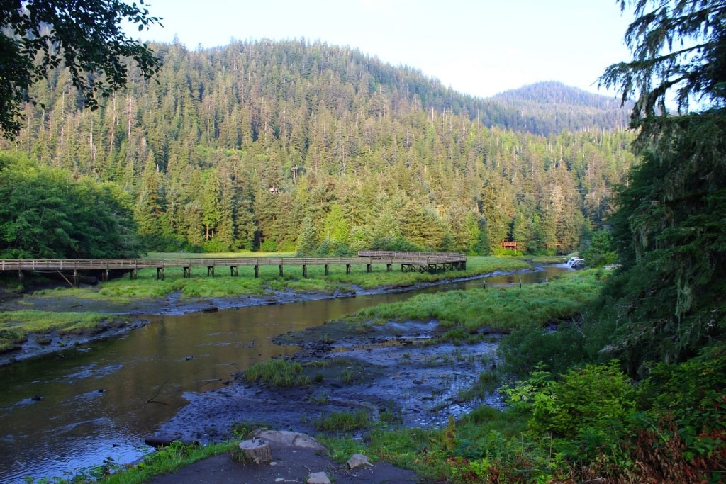 Bear-watching at the Herring Cove, one of the best things to do in Ketchikan