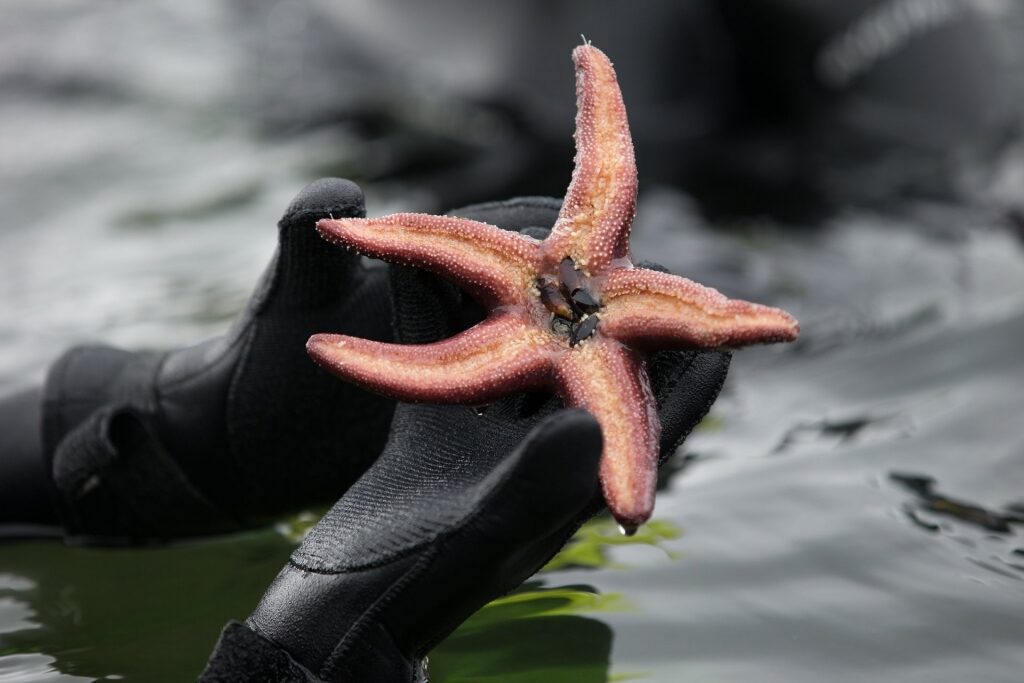 Starfish at the Mountain Point